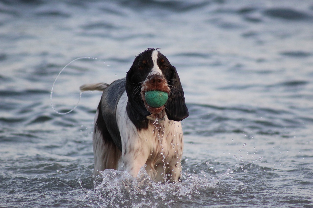 The Traits of the Clumber Spaniel - Calm and Gentle